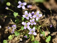 Cochlearia acaulis