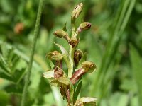 Coeloglossum viride 33, Groene nachtorchis, Saxifraga-Sonja Bouwman  936. Groene nachtorchis - Dactylorhiza viridis - Orchidaceae familie (i) Gerendal