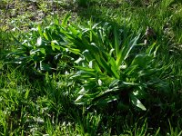 Colchicum byzantinum 9, Droogbloeier, Saxifraga-Ed Stikvoort