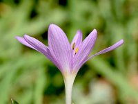 Colchicum cupanii ssp glossophyllum 4, Saxifraga-Sonja Bouwman  Mediterranean meadow saffron - Colchicum cupanii ssp glossophyllum - Colchicaceae familie