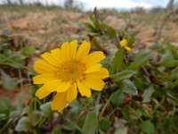 Coleostephus myconis 10, Saxifraga-Ed Stikvoort