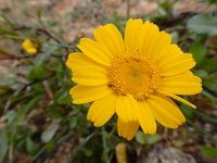 Coleostephus myconis 13, Saxifraga-Ed Stikvoort