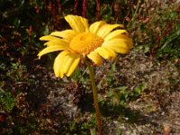 Coleostephus myconis 14, Saxifraga-Ed Stikvoort