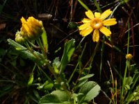 Coleostephus myconis 3, Saxifraga-Ed Stikvoort