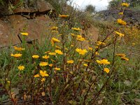 Coleostephus myconis 4, Saxifraga-Ed Stikvoort