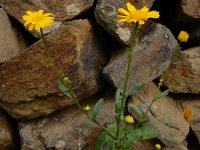 Coleostephus myconis 5, Saxifraga-Ed Stikvoort