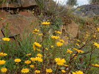 Coleostephus myconis 6, Saxifraga-Ed Stikvoort