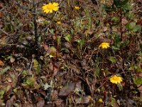 Coleostephus myconis 7, Saxifraga-Ed Stikvoort