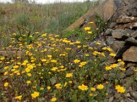 Coleostephus myconis 9, Saxifraga-Ed Stikvoort