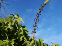 Coleus barbatus