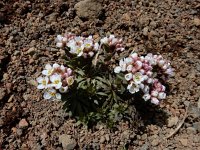 Coluteocarpus vesicaria