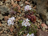 Coluteocarpus vesicaria 10, Saxifraga-Ed Stikvoort