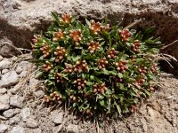 Coluteocarpus vesicaria 11, Saxifraga-Ed Stikvoort