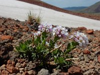 Coluteocarpus vesicaria 2, Saxifraga-Ed Stikvoort