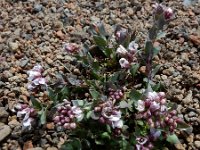 Coluteocarpus vesicaria 3, Saxifraga-Ed Stikvoort