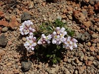 Coluteocarpus vesicaria 4, Saxifraga-Ed Stikvoort