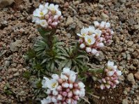 Coluteocarpus vesicaria 5, Saxifraga-Ed Stikvoort