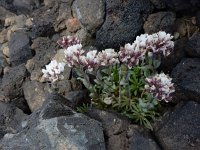 Coluteocarpus vesicaria 6, Saxifraga-Ed Stikvoort