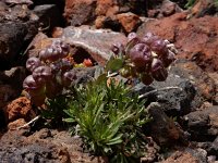 Coluteocarpus vesicaria 7, Saxifraga-Ed Stikvoort