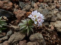 Coluteocarpus vesicaria 8, Saxifraga-Ed Stikvoort