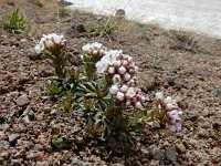 Coluteocarpus vesicaria 9, Saxifraga-Ed Stikvoort