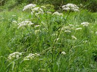 Conium maculatum 31, Gevlekte scheerling, Saxifraga-Hans Grotenhuis