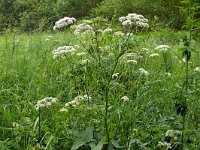 Conium maculatum 32, Gevlekte scheerling, Saxifraga-Hans Grotenhuis