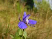 Consolida regalis 19, Wilde ridderspoor, Saxifraga-Ed Stikvoort