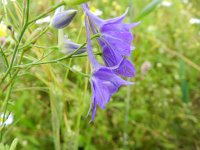 Consolida regalis 11, Wilde ridderspoor, Saxifraga-Rutger Barendse