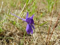 Consolida regalis 12, Wilde ridderspoor, Saxifraga-Rutger Barendse