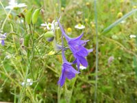 Consolida regalis 14, Wilde ridderspoor, Saxifraga-Rutger Barendse