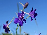 Consolida regalis 15, Wilde ridderspoor, Saxifraga-Hans Dekker