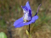 Consolida regalis 17, Wilde ridderspoor, Saxifraga-Ed Stikvoort