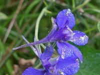 Consolida regalis 4, Wilde ridderspoor, Saxifraga-Ab H Baas