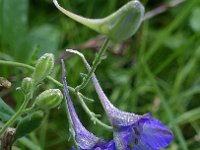 Consolida regalis 5, Wilde ridderspoor, Saxifraga-Ab H Baas