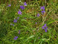 Consolida regalis 6, Wilde ridderspoor, Saxifraga-Ab H Baas