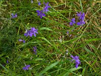 Consolida regalis 7, Wilde ridderspoor, Saxifraga-Ab H Baas