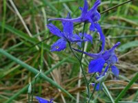 Consolida regalis 8, Wilde ridderspoor, Saxifraga-Ab H Baas