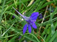 Consolida regalis 9, Wilde ridderspoor, Saxifraga-Ab H Baas