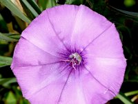 Convolvulus althaeoides 35, Saxifraga-Sonja Bouwman  Mediterrane winde - Convolvulus althaeoides - Convolvulaceae familie; Sagres (Pt)