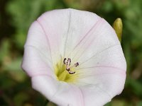 Convolvulus arvensis 53, Akkerwinde, Saxifraga-Sonja Bouwman  Akkerwinde - Convolvulus arvensis - Convolvulaceae familie; Dubrovnik (Kr)