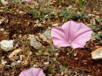 Convolvulus elegantissimus 13, Saxifraga-Ed Stikvoort : Melissani grot Drakopoulata - Sami Kefalonia s9900