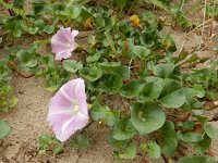 Convolvulus soldanella 29, Zeewinde, Saxifraga-Peter Meininger
