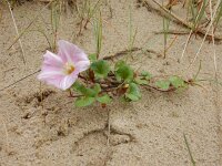 Convolvulus soldanella 31, Zeewinde, Saxifraga-Peter Meininger