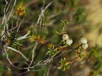 Corema album 2, Saxifraga-Piet Zomerdijk