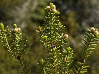 Corema album 3, Saxifraga-Willem van Kruijsbergen