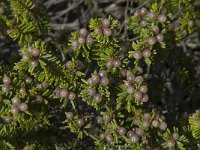 Corema album 5, Saxifraga-Willem van Kruijsbergen