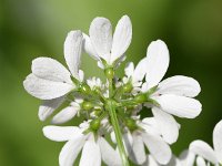 Coriandrum sativum 22, Koriander, Saxifraga-Sonja Bouwman  1040. Koriander - Coriandrum sativum - Apiaceae familie (zw)