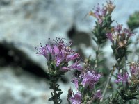 Coridothymus capitatus 4 Saxifraga-Jan van der Straaten