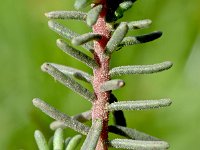 Coris monspeliensis 13, Saxifraga-Sonja Bouwman  Coris monspeliensis - Primulaceae familie